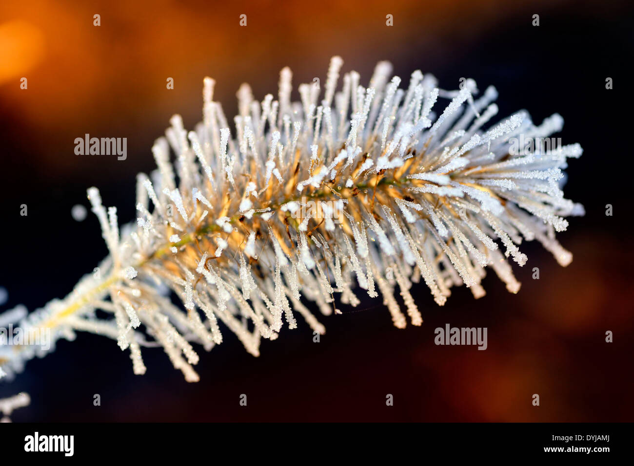 Mit Raureif, Gräserpflanze Mit Raureif, Frost bedeckt Gräser Pflanzen Stockfoto