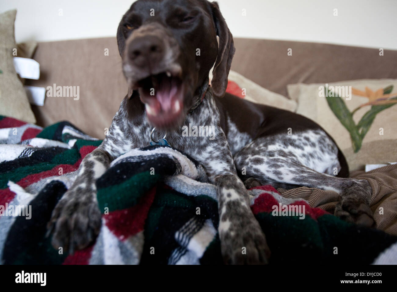 Deutscher Kurzhaariger Vorstehhund auf einer couch Stockfoto