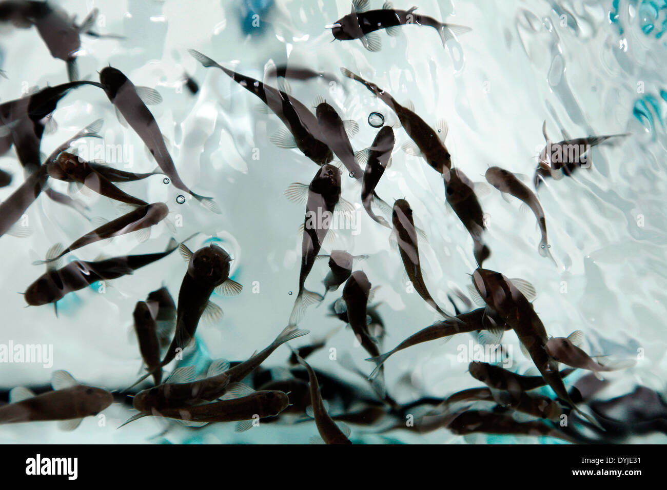 Aquarium Fisch Pediküre Stockfoto