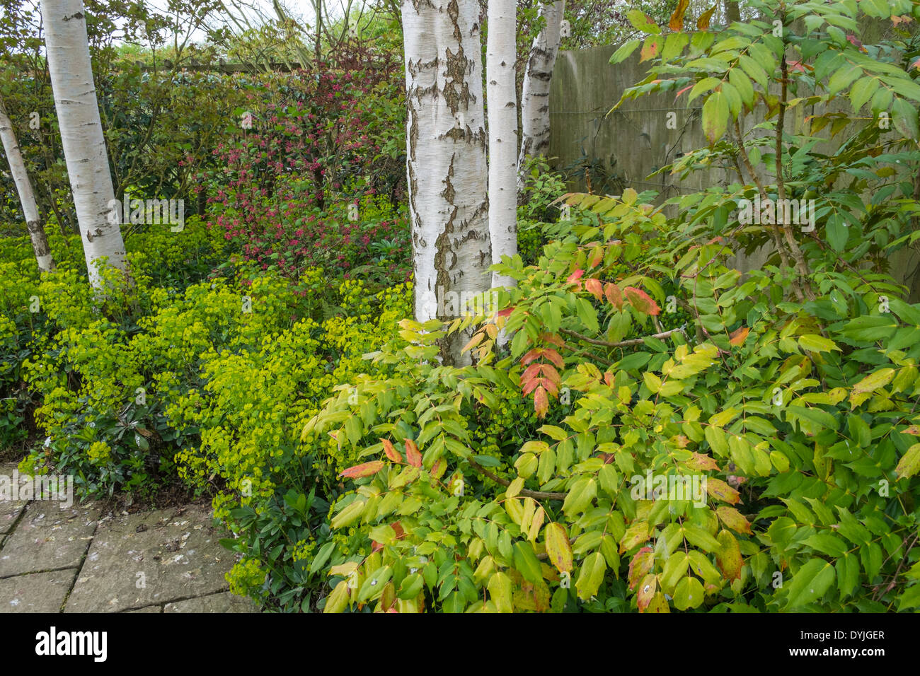 Woodland Thema Garten mit Feder Farbe, mit Mahonia immergrüne Sträucher und Silber Birken, England Großbritannien Stockfoto