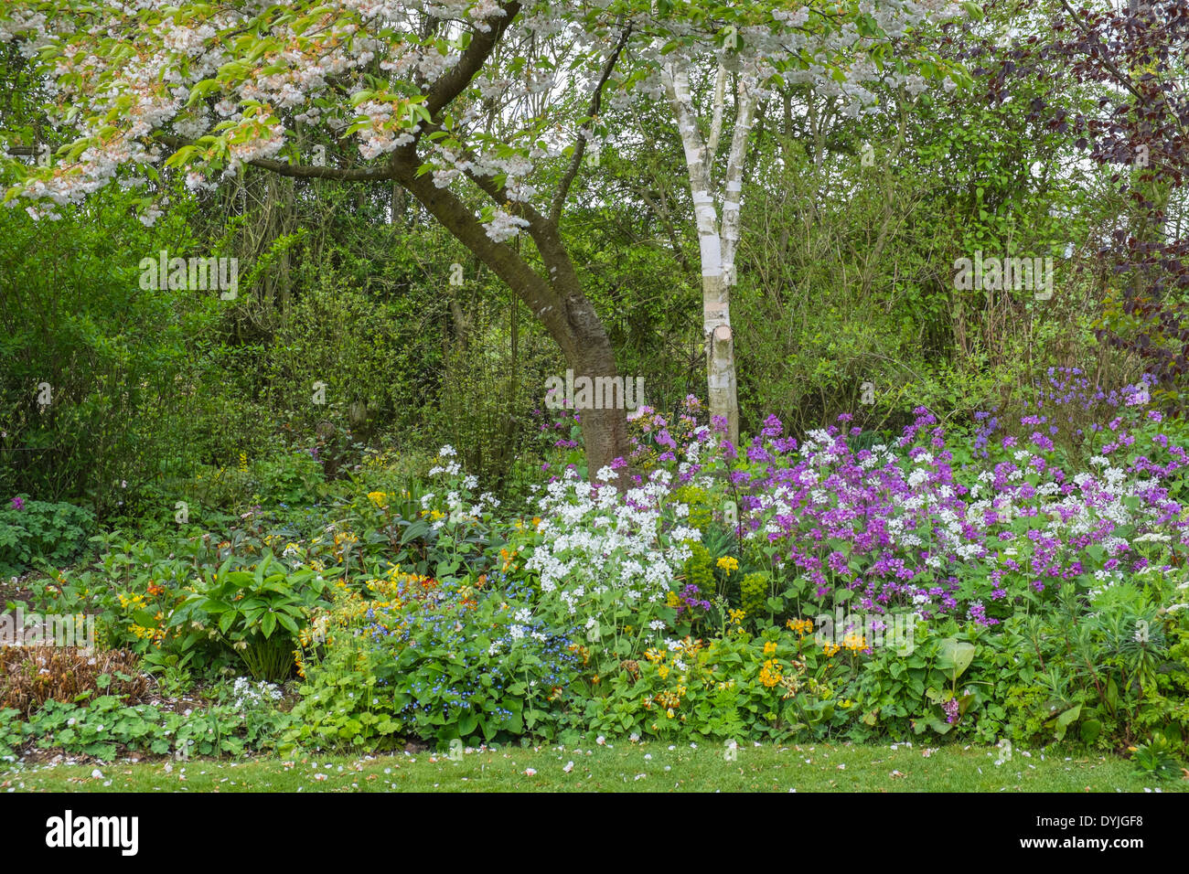 Blühenden Frühlingsgarten, England UK Stockfoto