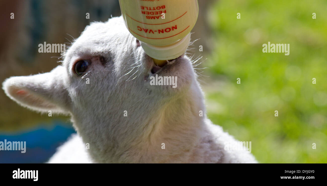 Mit der Flasche füttern Lamm Stockfoto