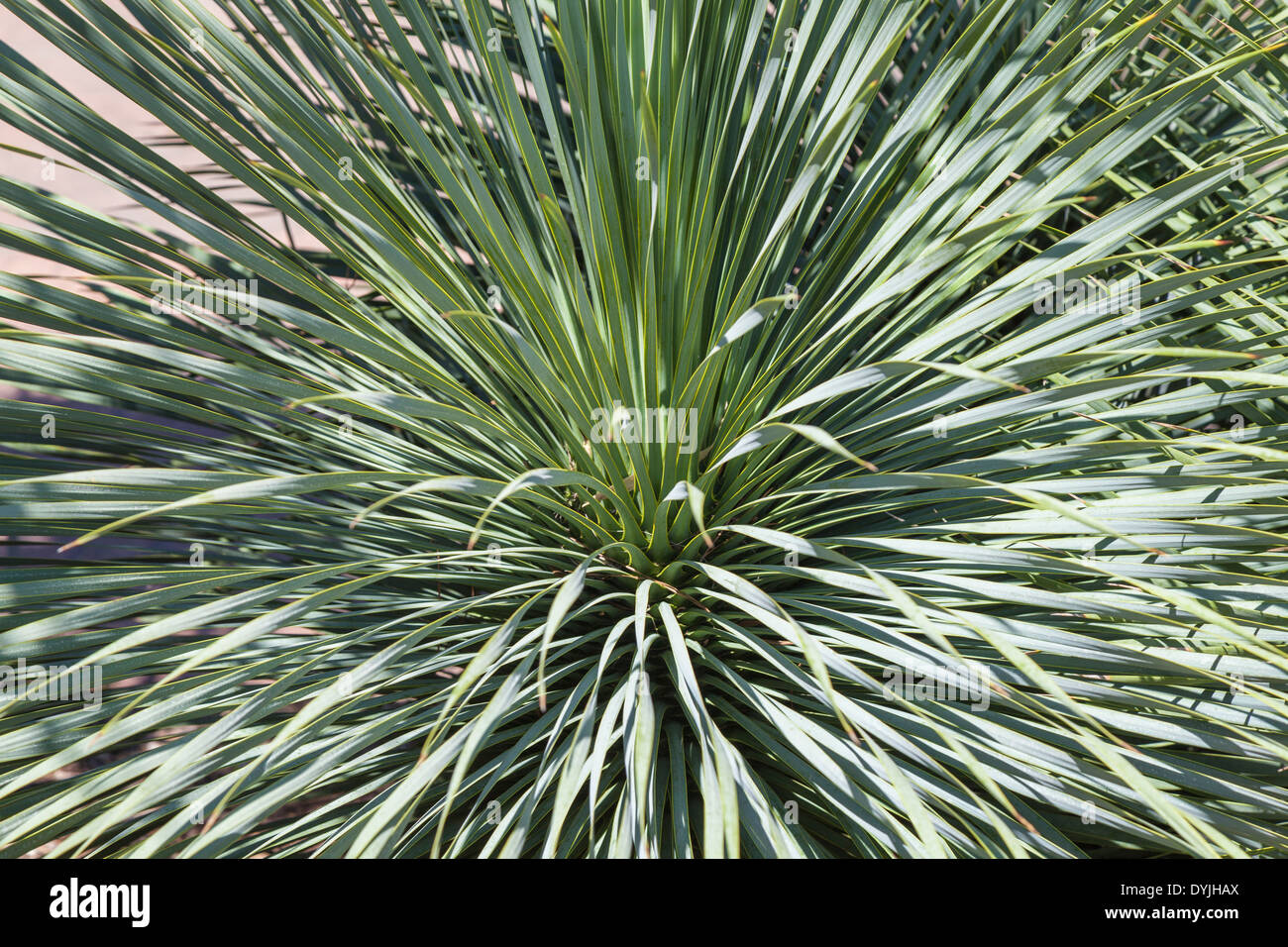 Blue Beaked Yucca im Mercer Arboretum und Botanischen Garten in Spring, Texas. Stockfoto