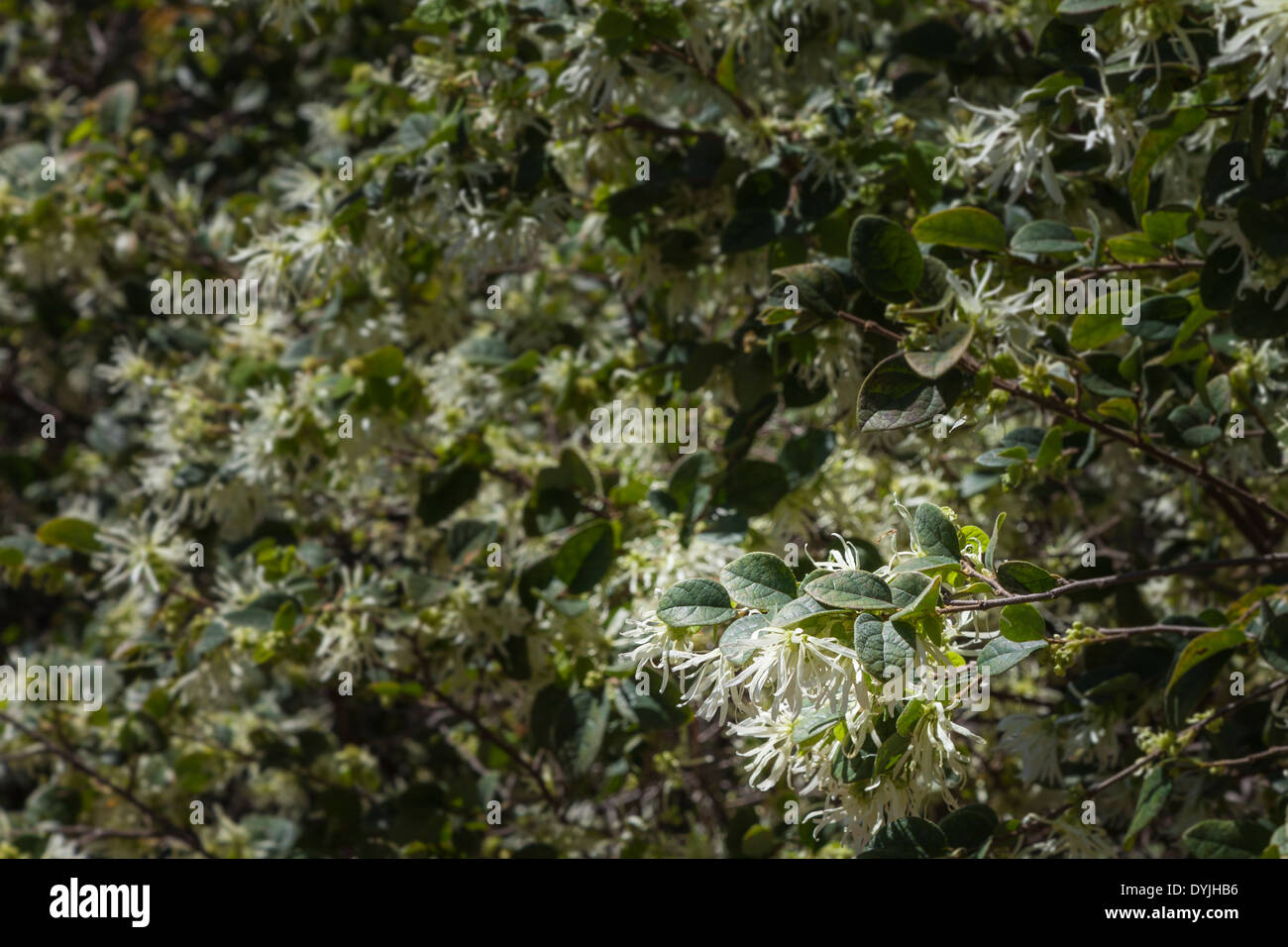 Chinesische Hexe Hazel "Smaragd Schnee" im Mercer botanischen Garten. Stockfoto