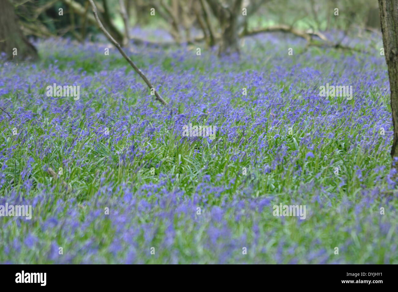 West Tisted, Hampshire, UK. 19. April 2014. Weite des Glockenblumen Carpetting einem Wald in der Nähe von West Tisted Hampshire, Landschaft, Uk, am Morgen des 19. April 2014 aufgenommen. Bildnachweis: Flashspix/Alamy Live-Nachrichten Stockfoto