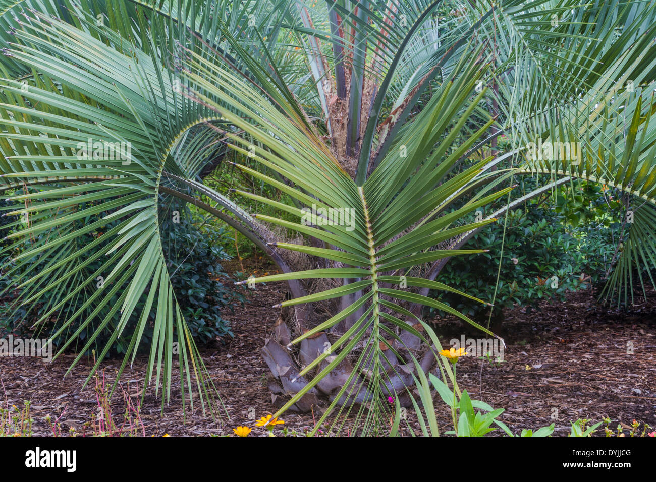 Sabal Palmen Sommergarten Szene im Mercer Botanical Gardens in Spring, Texas. Stockfoto