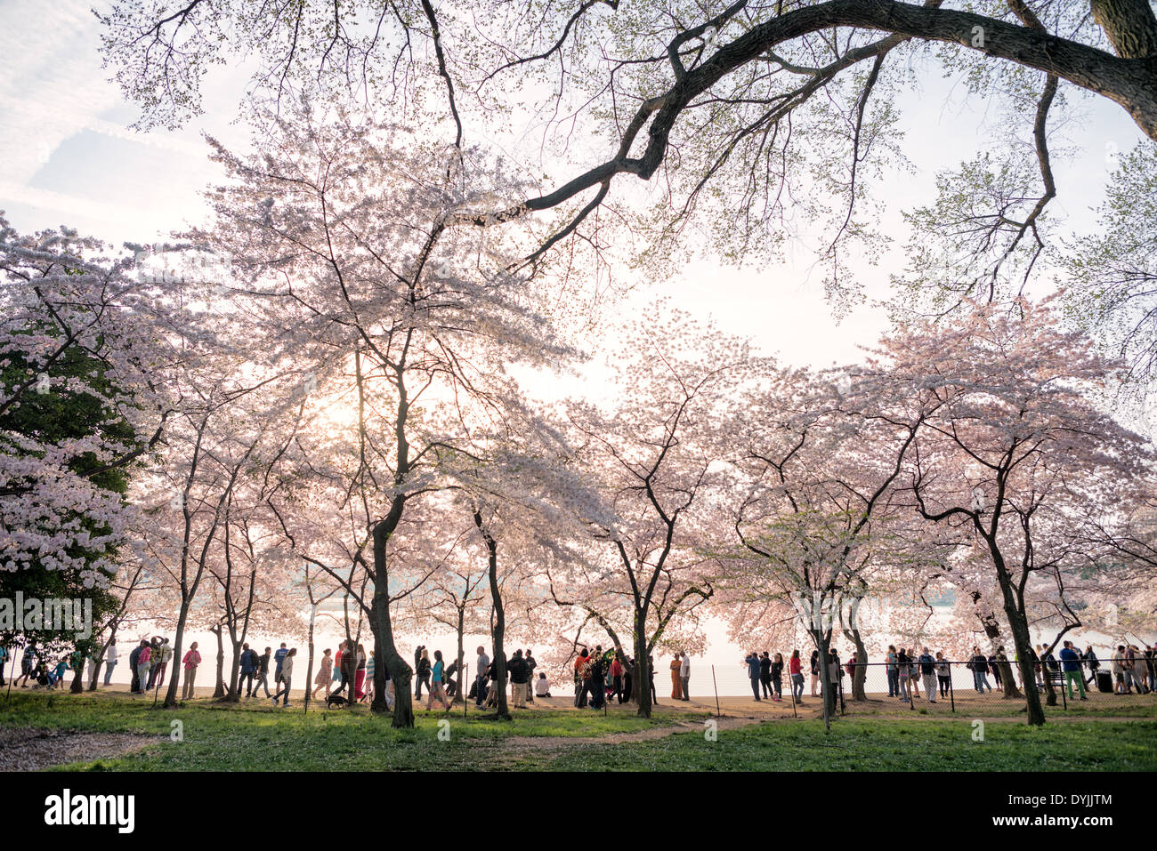WASHINGTON DC – Besuchermassen sehen die blühenden Yoshino-Kirschblüten entlang der Uferpromenade des Tidal Basin. Diese blühenden Bäume, die 1912 als Geschenk aus Japan gepflanzt wurden, ziehen jedes Frühjahr Hunderttausende von Menschen für die jährliche Blüte an. Stockfoto