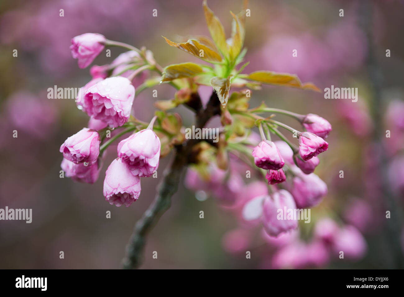 WASHINGTON DC, USA - Bis zum 15. April, dem berühmten yoshino Cherry Blossoms rund um das Tidal Basin haben ihre Blütenblätter fallen und beginnen mit grünen Blättern bedeckt zu werden. Ein paar andere Sorten von Kirschblüten, wie die Kwanzan sind nur beginnen zu blühen. Stockfoto