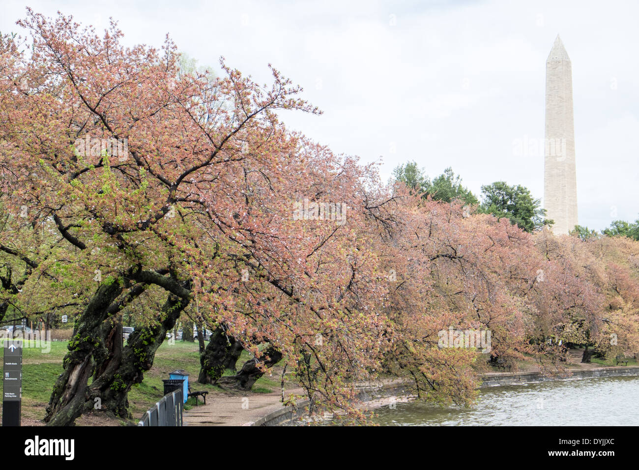 WASHINGTON DC, USA – Eine Decke aus gefallenen rosa Kirschblüten bedeckt den Boden nahe dem Tidal Basin in Washington DC und signalisiert das Ende der Blütezeit. Dieses Naturphänomen, oft auch als „Kirschblütenschnee“ bezeichnet, markiert den Übergang von den legendären Blüten des Frühlings zur Ankunft grüner Blätter auf den Bäumen. Stockfoto