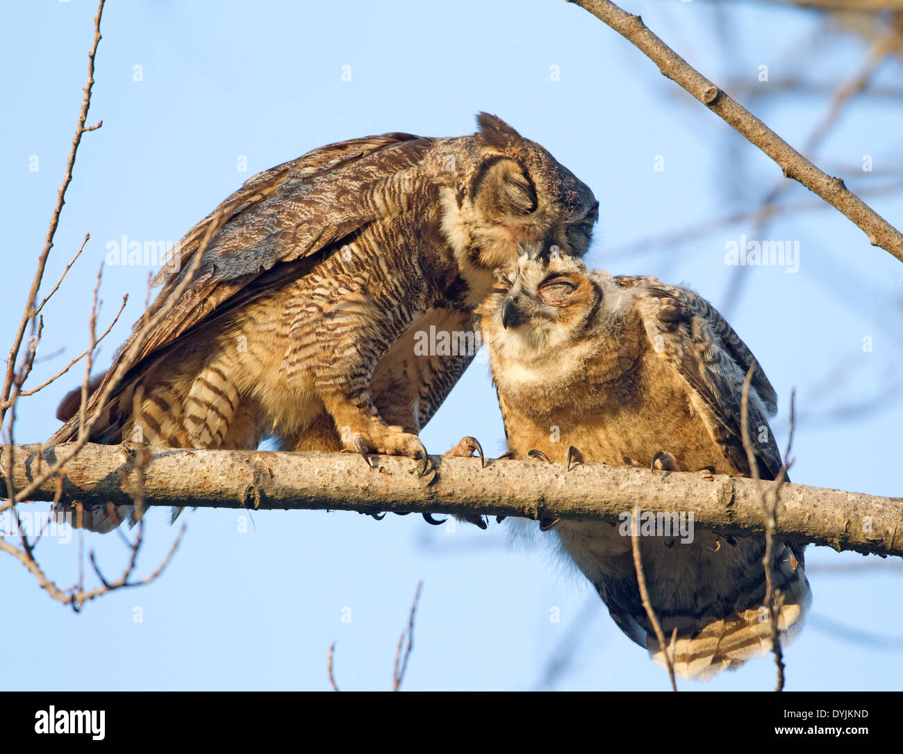 Großhorneule Erwachsene Jungvögel Stockfoto