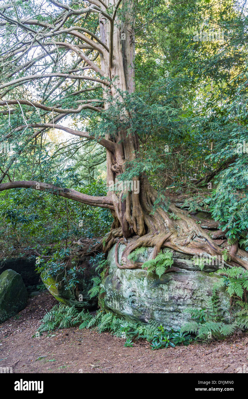 Alte knorrige Eibe (Taxus baccata) Wurzeln wachsen ber Felsen auf dem  Gelnde des Wakehurst Place, East Sussex, Grobritannien Stockfotografie -  Alamy