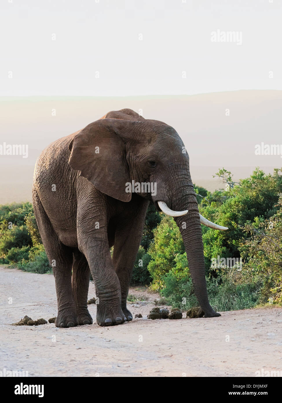 großen männlichen afrikanische Elefanten schnüffeln Dungs in ihrem natürlichen Lebensraum im Addo Elephant park eastern Cape Südafrika Stockfoto
