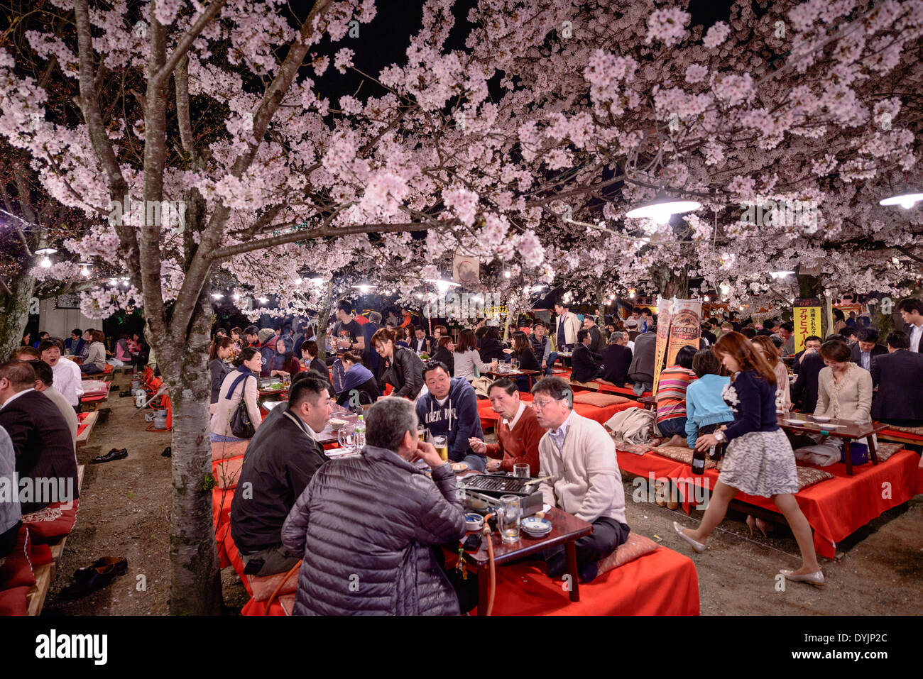 Japan Cherry Blossoms In Maruyama Park Fotos Und Bildmaterial In japan-cherry-blossoms-in-maruyama-park-fotos-und-bildmaterial-in