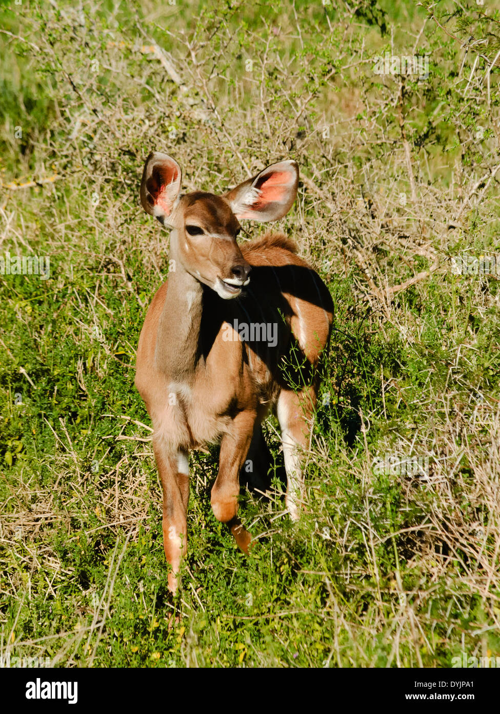 Porträt eines jungen Kudu in ihrer natürlichen Umgebung im Addo Elephant Park in Südafrika Stockfoto