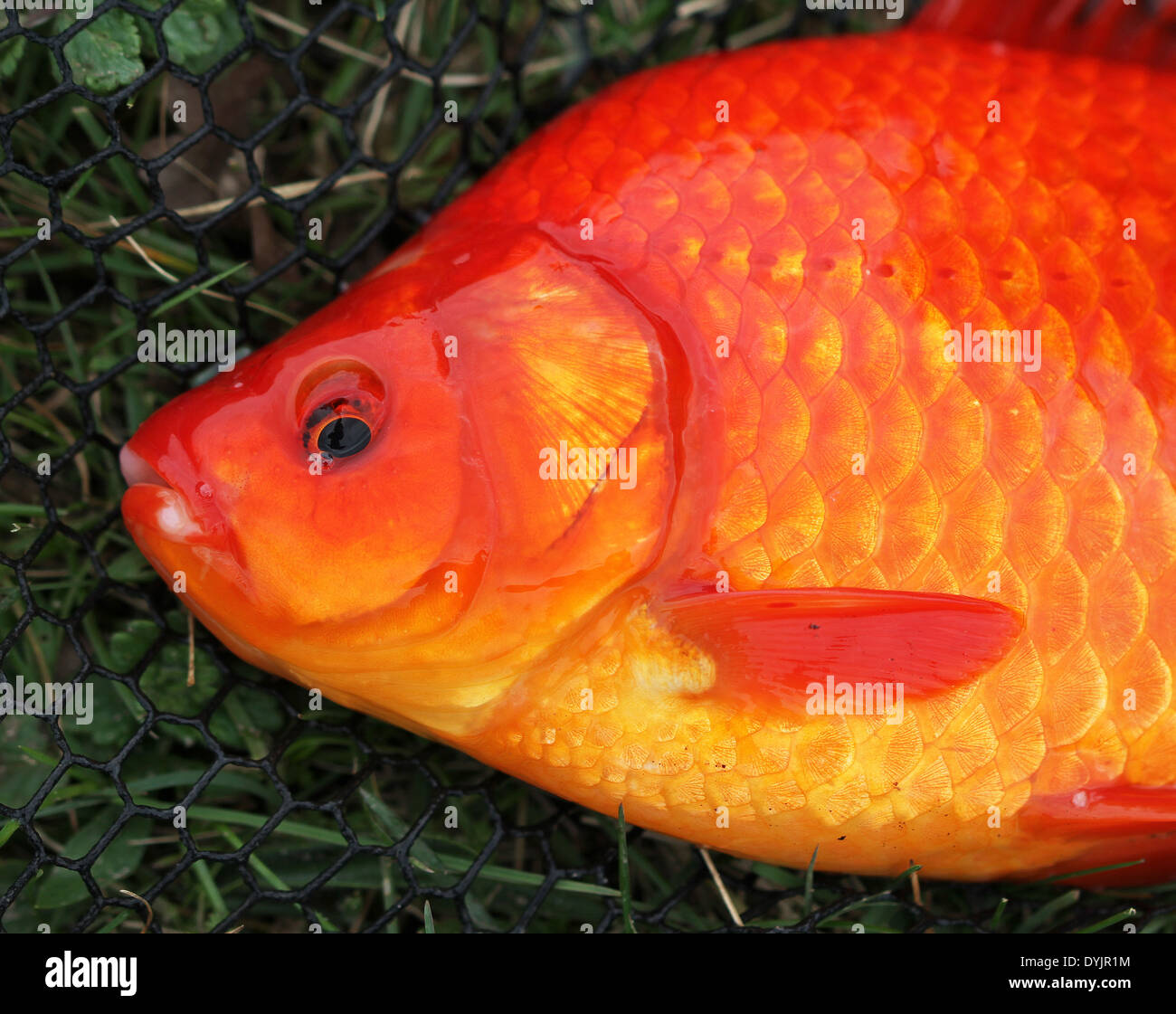 Große Goldfische in kommerziellen Teich gefangen Stockfotografie Alamy