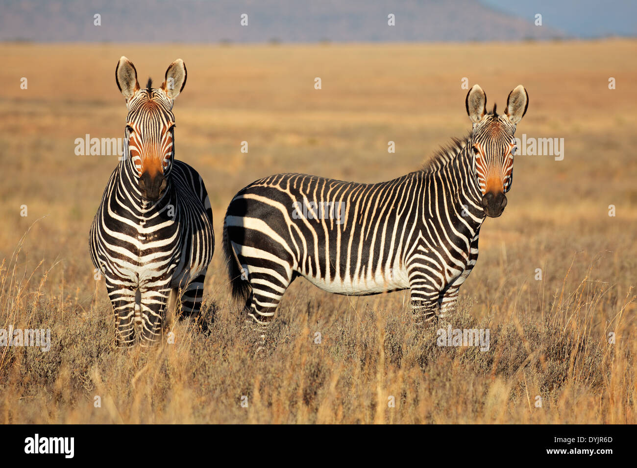 Cape Mountain Zebras (Equus Zebra) im Grünland, Mountain Zebra National Park, Südafrika Stockfoto