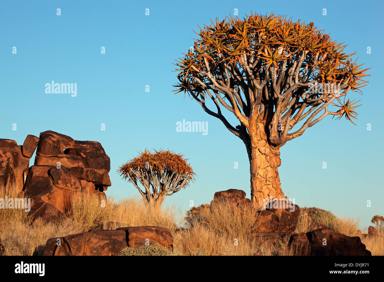 Wüstenlandschaft mit Granitfelsen und Köcher Bäume (Aloe Dichotoma), Namibia Stockfoto
