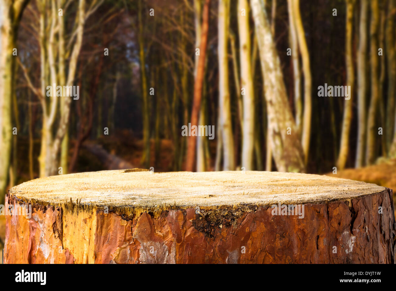 Kiefer-stumpf auf einen Hintergrund Herbstwald Stockfoto