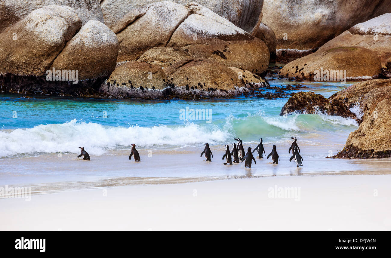 Wild South African Pinguine, Kolonie von Black-footed Pinguine am Boulders Beach in Simons Town, Schönheit der Natur wandern Stockfoto