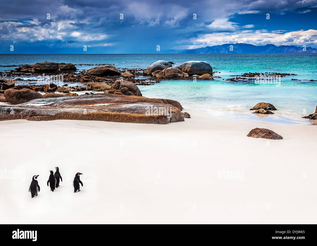 Wild South African Pinguine, kleine Gruppe von Jackass Pinguine spazieren Boulders Beach in Simons Town, Reisen und Tourismus Stockfoto