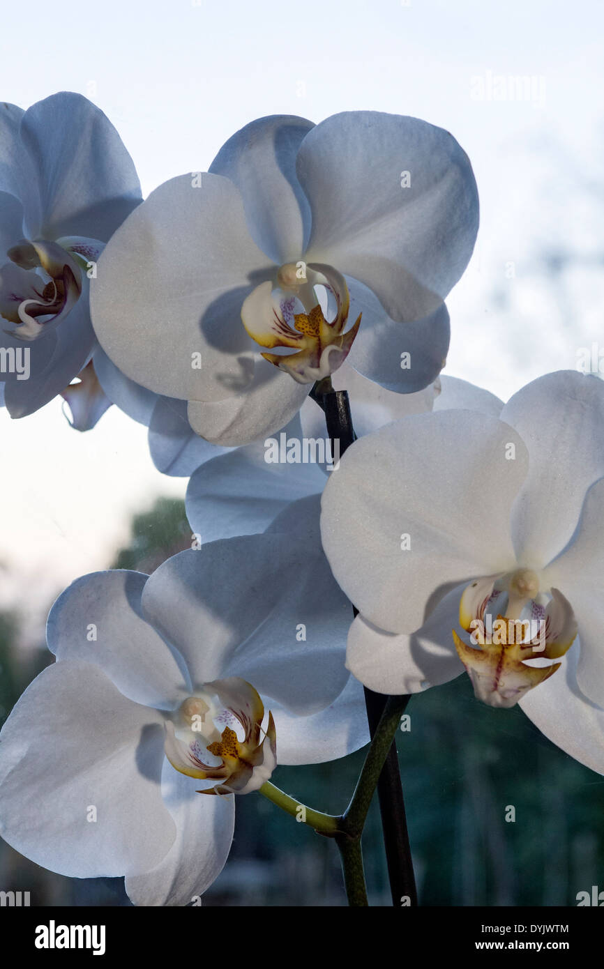 PHALAENOPSIS Blumen Stockfoto