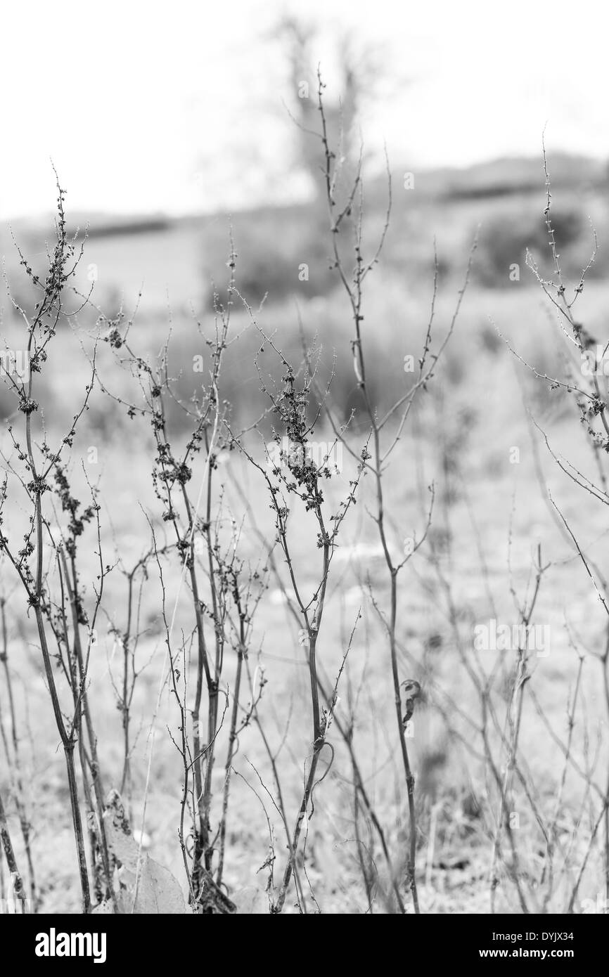 Trockenblumen Zweige Altanlage in der Natur Hintergrund Stockfoto
