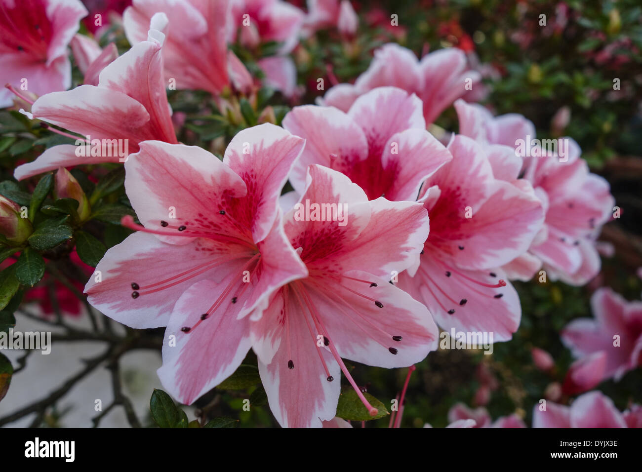 Azalee, Azaleen, (Rhododendron Simsii Stockfotografie - Alamy