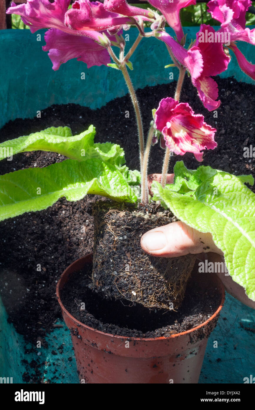 Umtopfen einer Streptocarpus (Cape Primel) Stockfoto