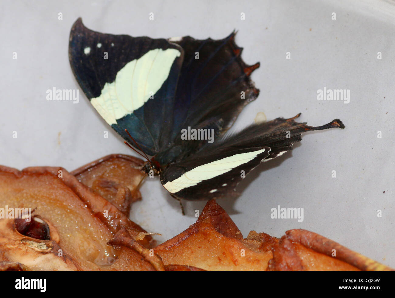 Silber besetzte Leafwing Schmetterling (Hypna Clytemnestra) aka Jazzy Leafwing marmorierte Leafwing ernähren sich von Obst Stockfoto