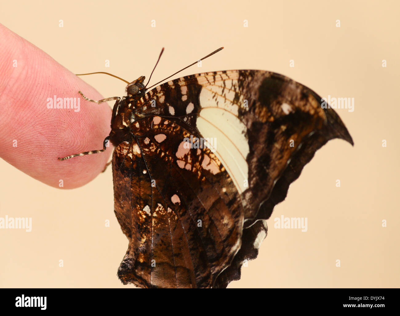 Silber besetzte Leafwing Schmetterling (Hypna Clytemnestra) aka Jazzy Leafwing marmorierte Leafwing posiert auf einem Finger-Tipp Stockfoto