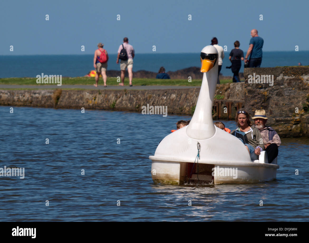 Swan hausieren Boot auf die Bude Canal, Cornwall, UK Stockfoto