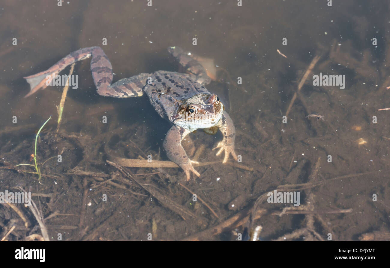 Nahaufnahme von einem Frosch oder Amphibien im Wasser Stockfoto