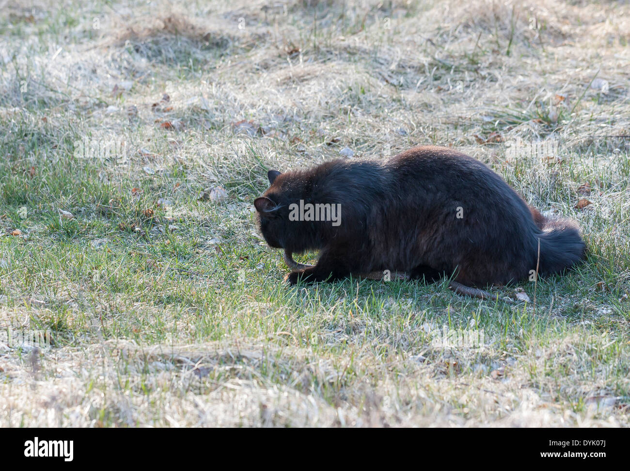 Schwarze Katze auf dem Boden sitzen und Essen eine Viper Schlange, die er getötet hat Stockfoto