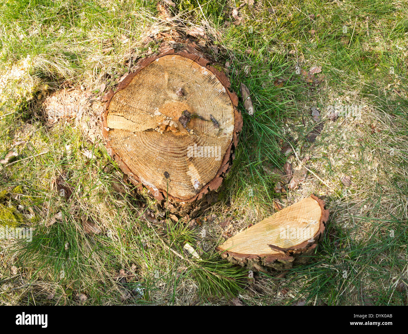Nahaufnahme von frisch gefällten Kiefer Baumstumpf Baumringe zeigen Stockfoto