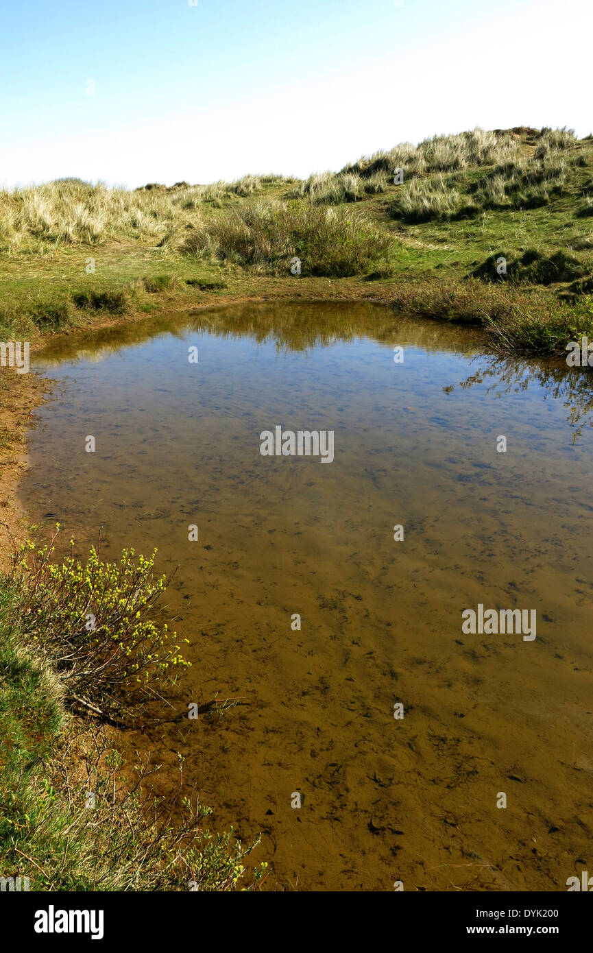Teich im Naturschutzgebiet Southport wo seltene Natterjack Kröten brüten Stockfoto