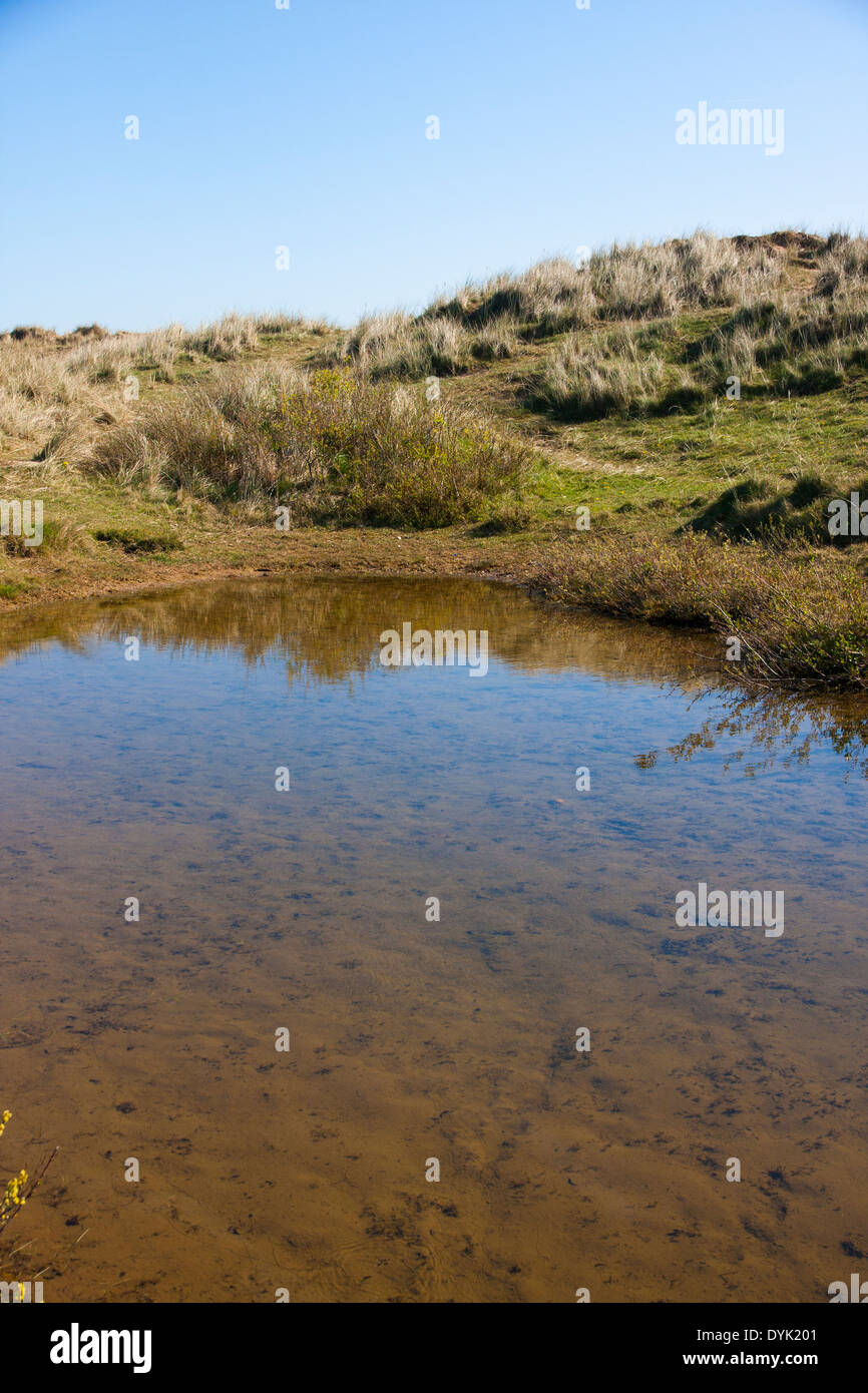 Teich im Naturschutzgebiet Southport wo seltene Natterjack Kröten brüten Stockfoto