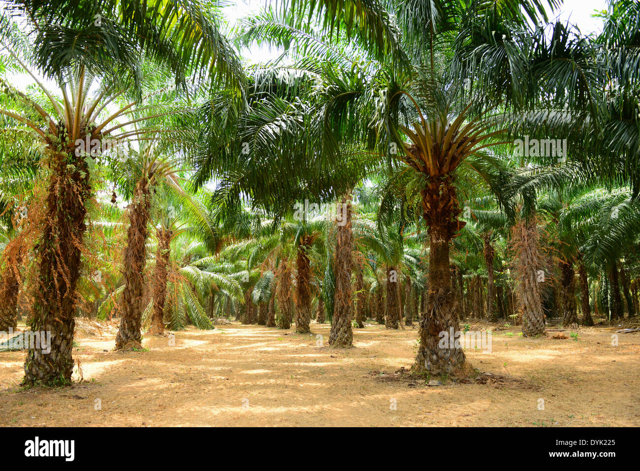 Palmöl-Plantagen Stockfoto