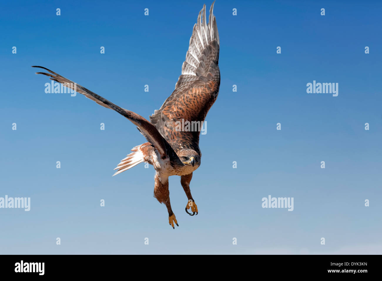 Eisenhaltiger Falke (Buteo Regalis) Stockfoto