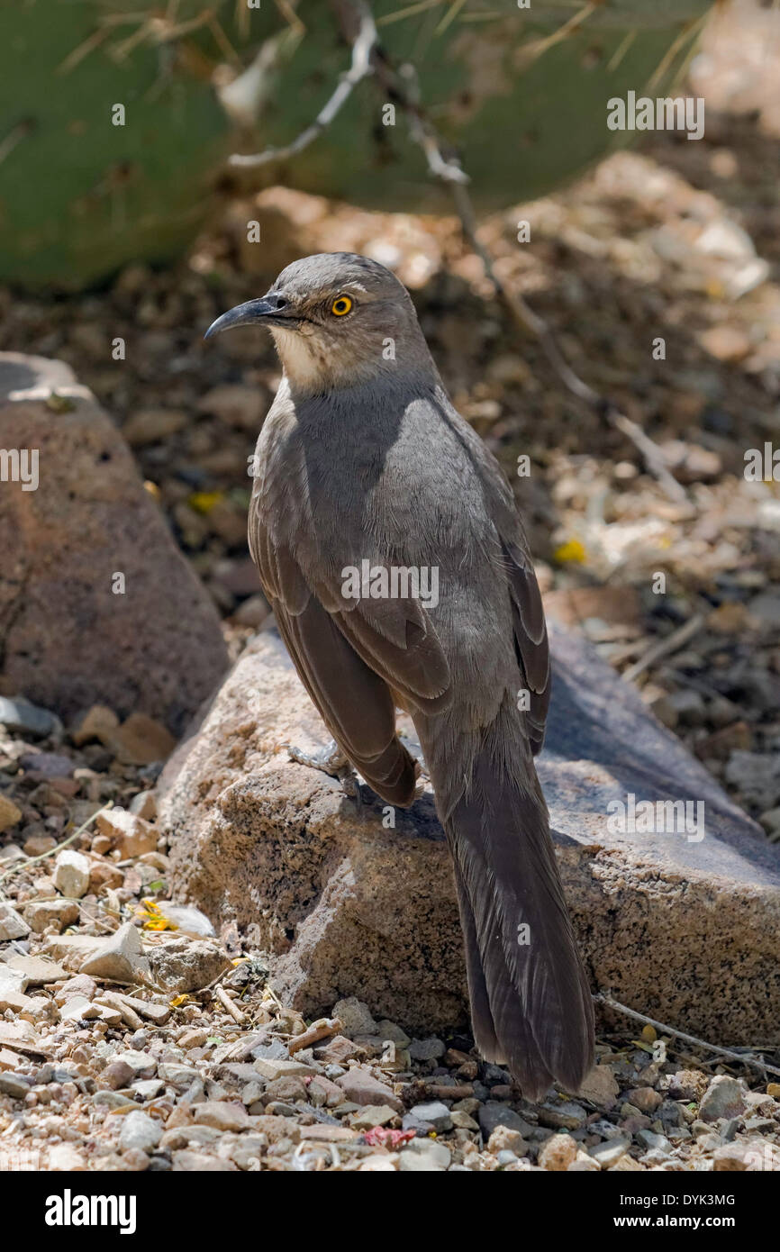 Kurve-billed Thrasher (Toxostoma Curvirostre), Arizona Stockfoto
