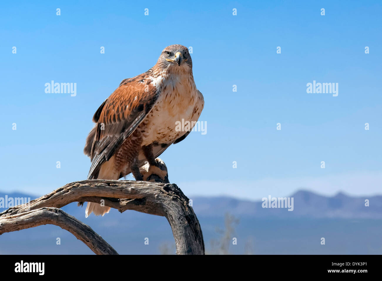 Eisenhaltiger Falke (Buteo Regalis) Stockfoto