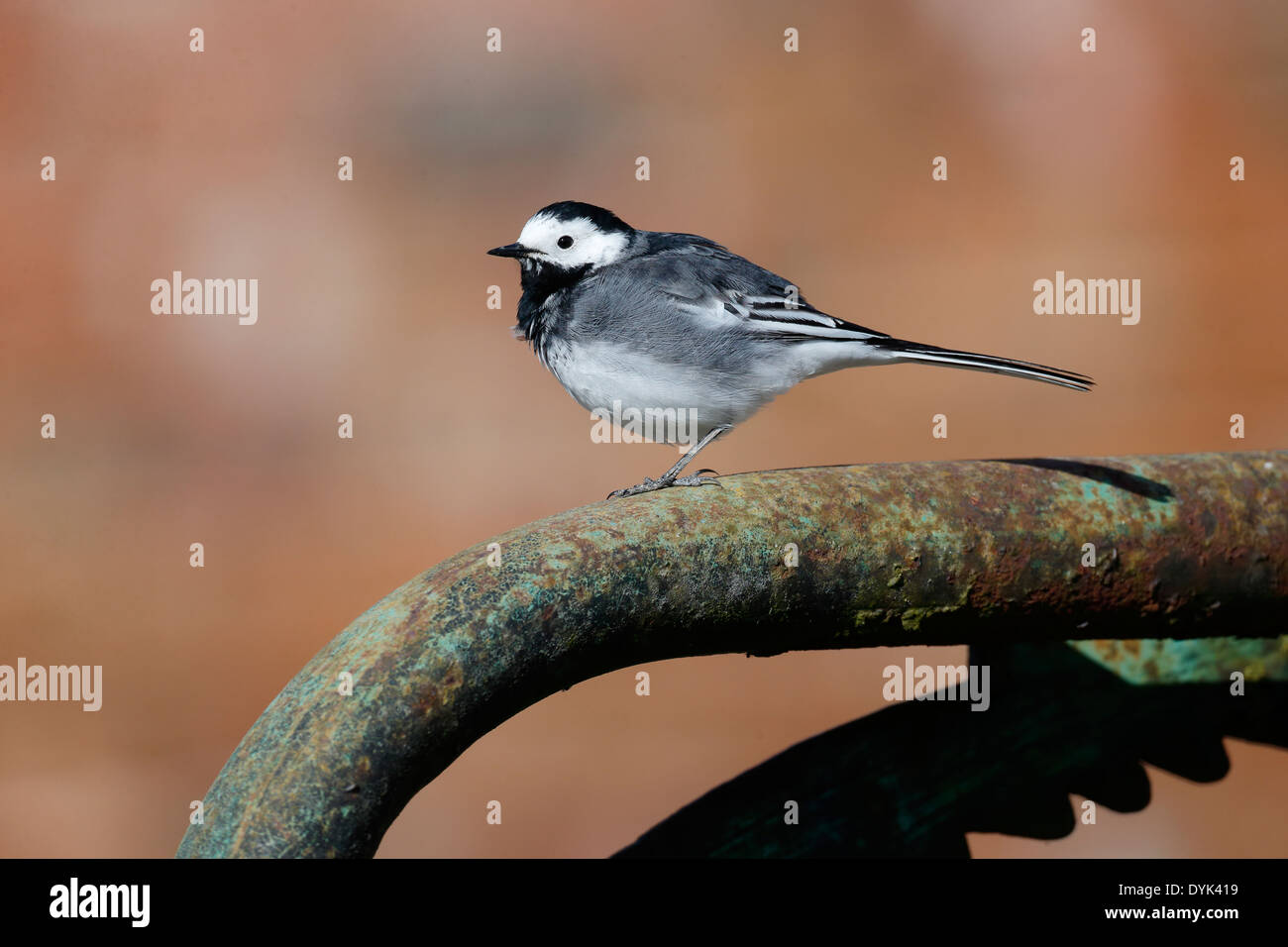 Trauerschnäpper Bachstelze, Motacilla Alba Yarrellii, einziger Vogel auf Tor Wiltshire, März 2014 Stockfoto