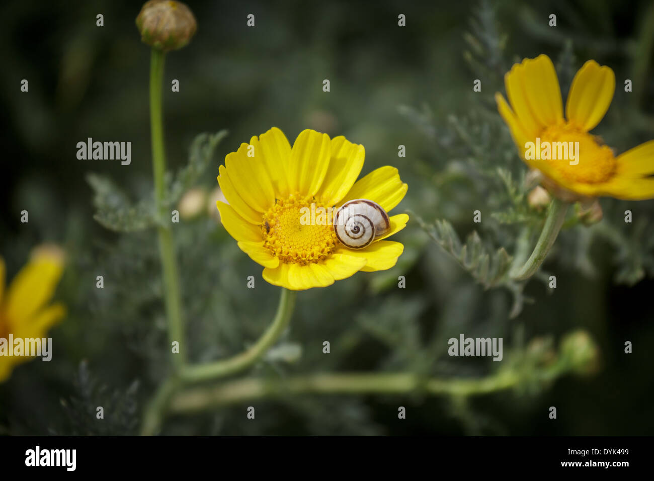 Schnecke auf gelbe Blume Makro Stockfoto