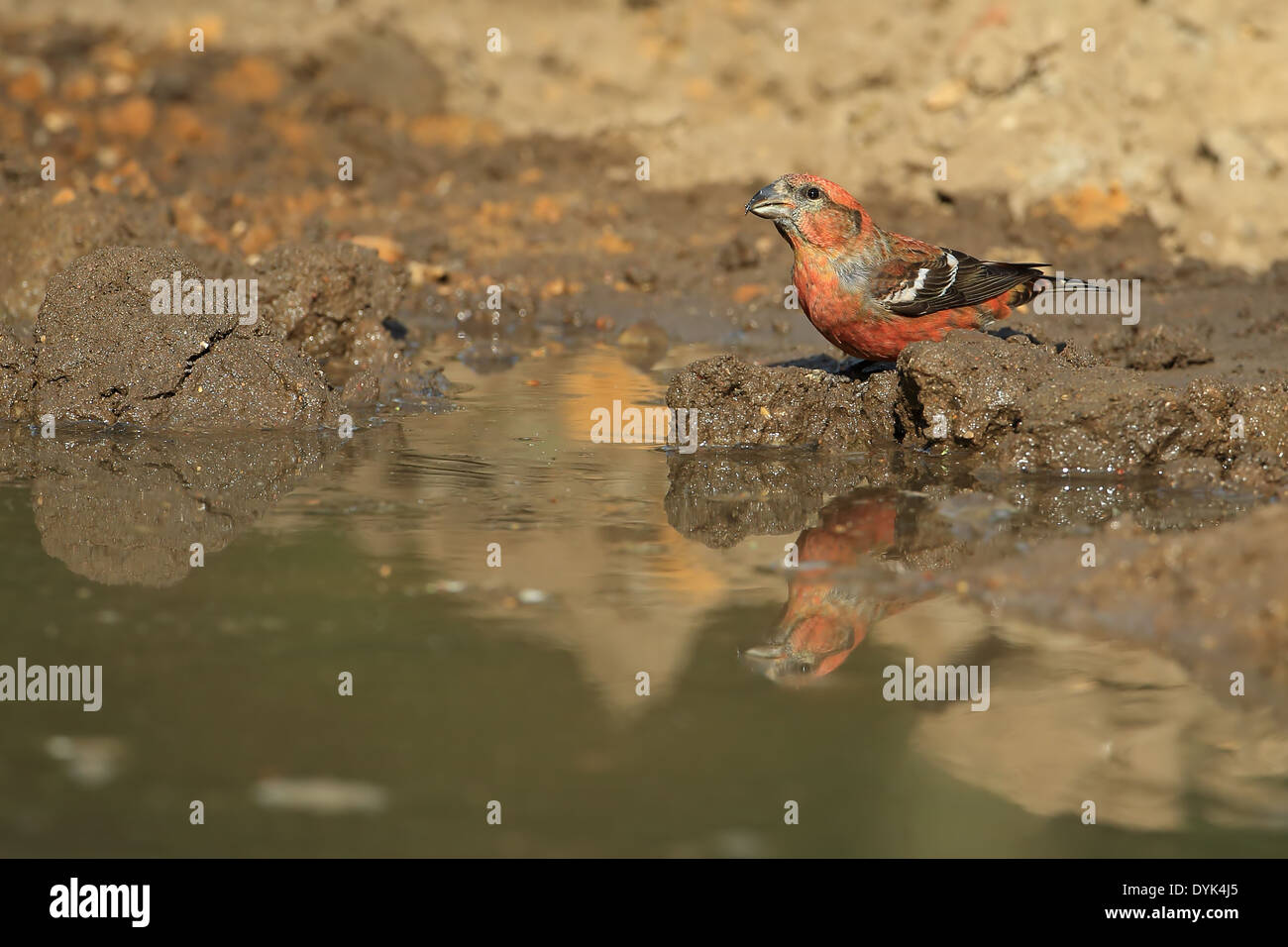 Zwei verjährt Fichtenkreuzschnabel (Loxia Leucoptera) Stockfoto