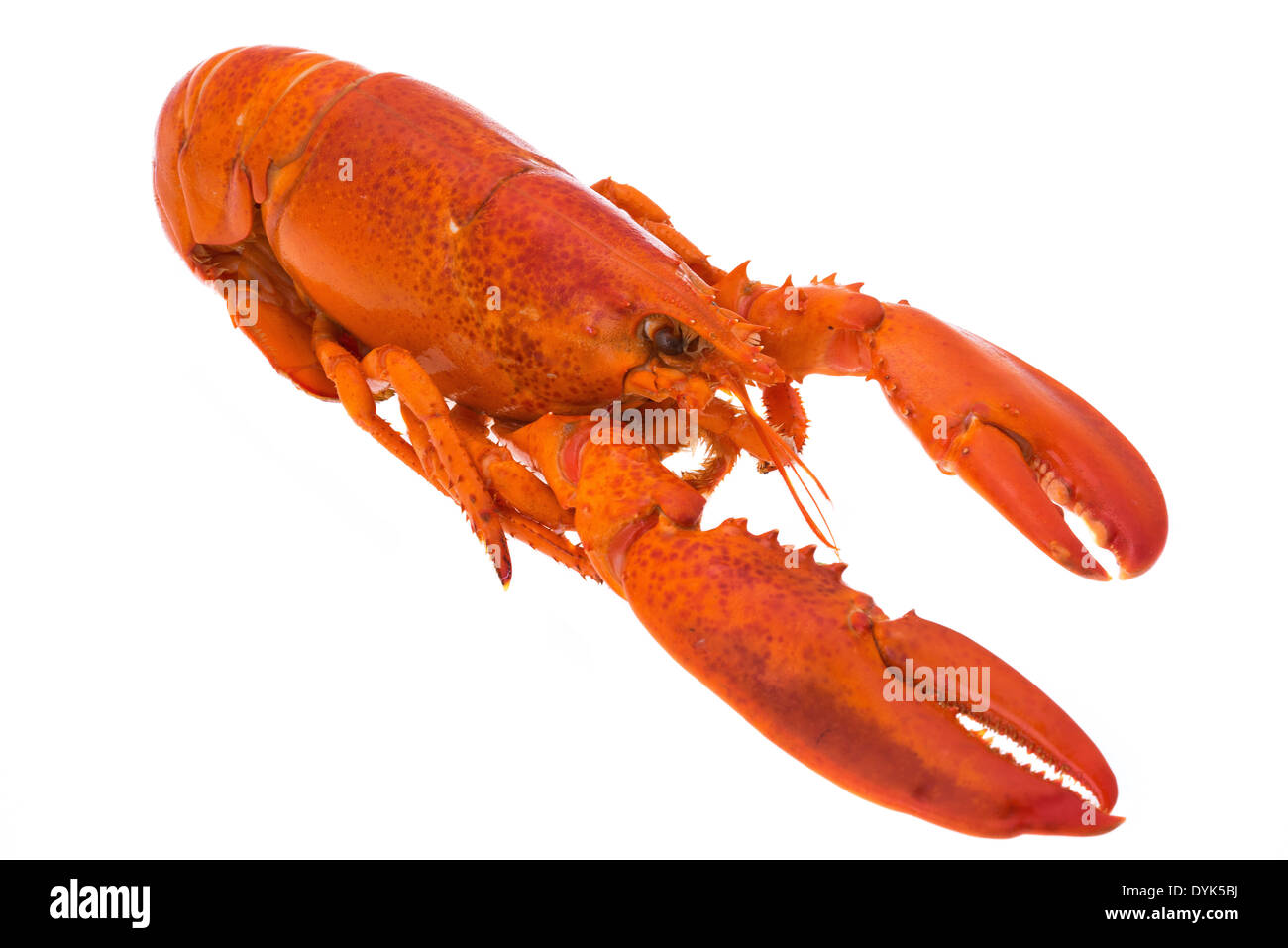 Gekochte ganzen Hummer - Studio mit einem weißen Hintergrund erschossen Stockfoto