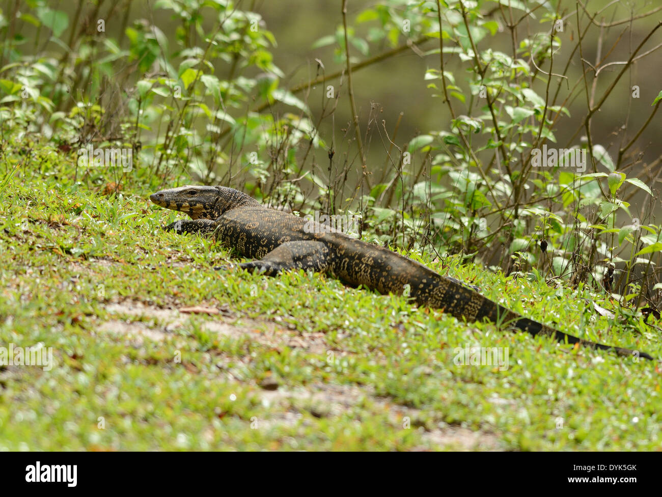 schöne Erwachsene Wasser-Monitor (Varanus Salvator) auf Boden Stockfoto