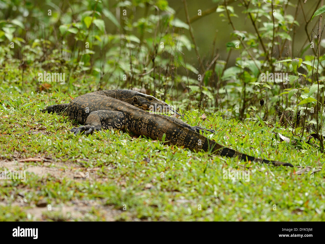 schöne Erwachsene Wasser-Monitor (Varanus Salvator) auf Boden Stockfoto