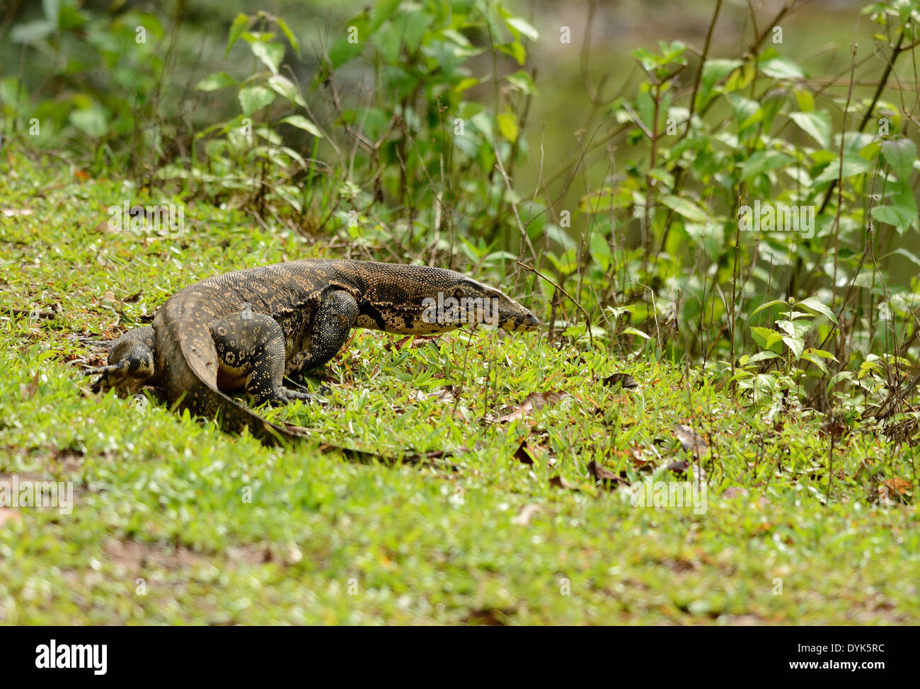 schöne Erwachsene Wasser-Monitor (Varanus Salvator) auf Boden Stockfoto