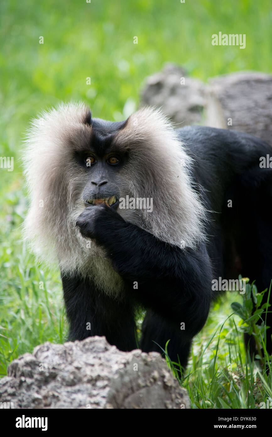 Affe, Essen Stockfoto