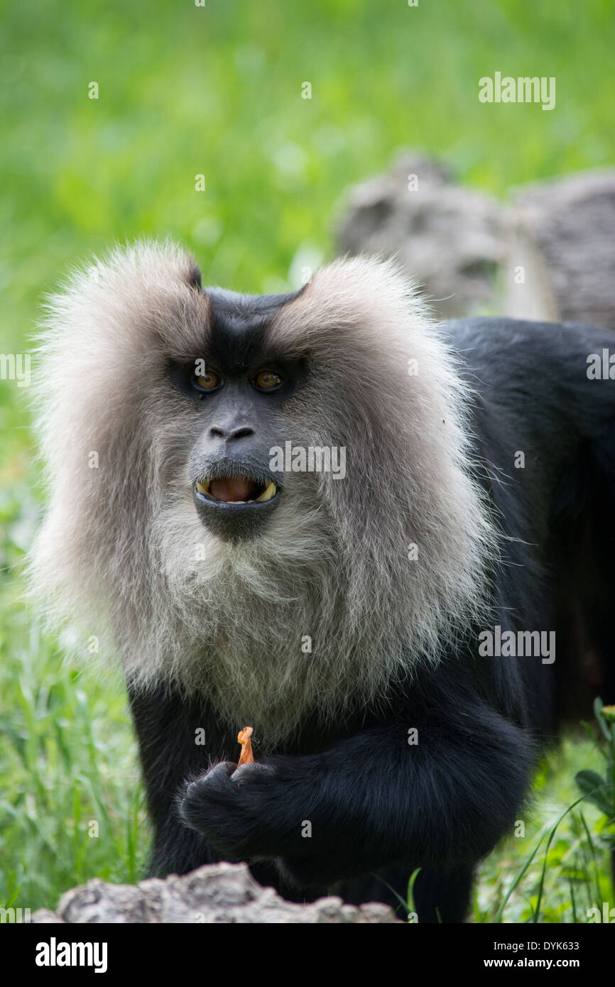ein Porträt von einem Affen essen Stockfoto