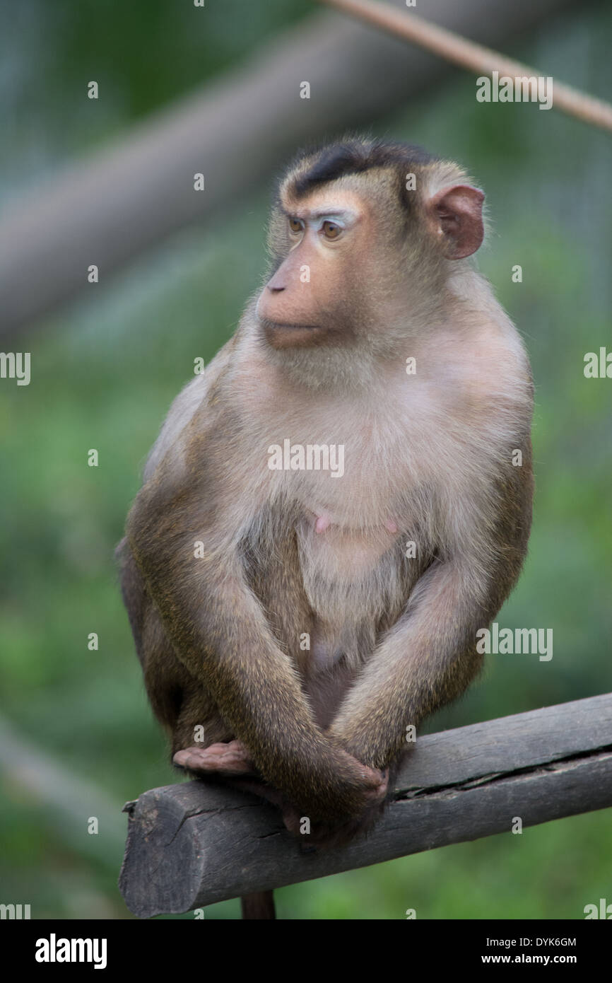 Nahaufnahme eines Affen sitzen auf einem Baumstamm Stockfoto